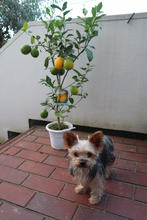 coco1030ms