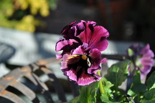 pansy106b_ms