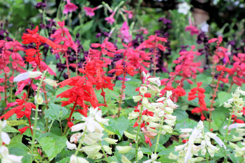 salvia717ms