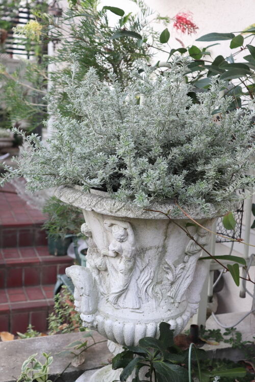 ウエストリンギア : Alex's Garden Party♪