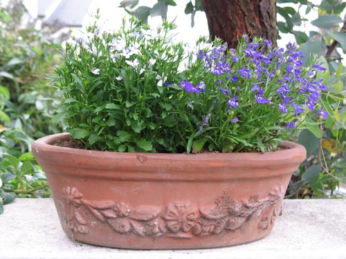 初夏を夢見て その５ Alex S Garden Party