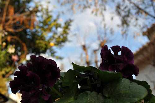 pansy324_ms
