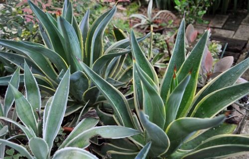 アガベ・ベネズエラ、とうとう全国区へ！ : Alex's Garden Party♪