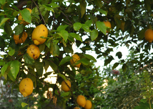 lemon529_mss