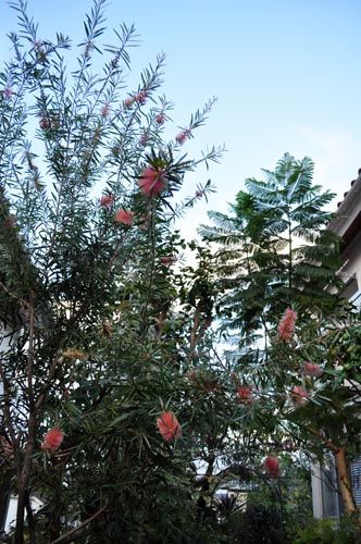 garden1023_ms