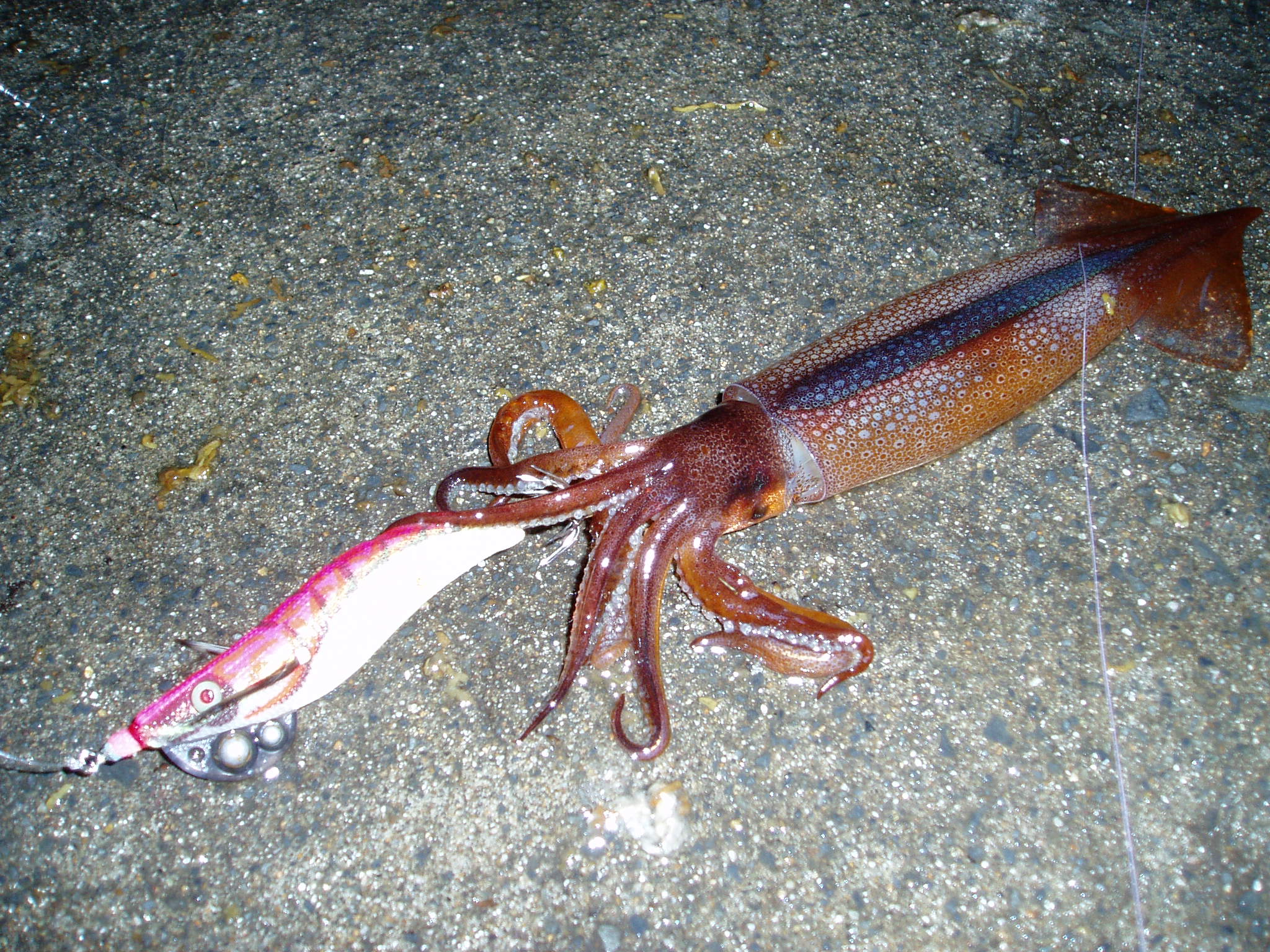 ムギイカ楽し Anglershigh