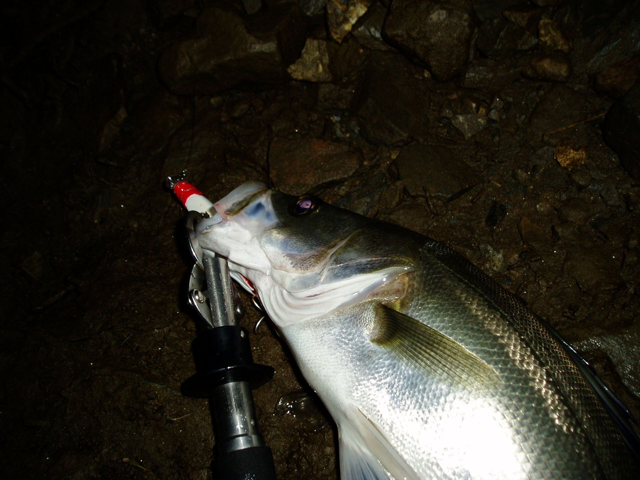 リバーシーバスは Anglershigh