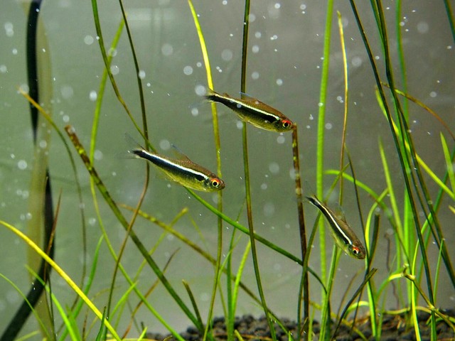 うちの熱帯魚 私の大事なもの