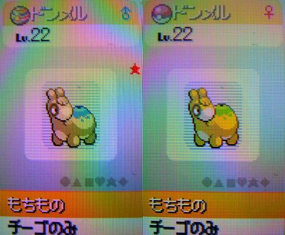 色違いドンメルgetだぜ 有栖のポケモン日記