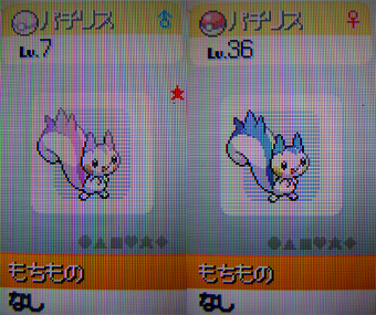 色違いパチリスgetだぜ 有栖のポケモン日記