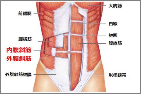 obliquus-abdominis-3-e1495253266822