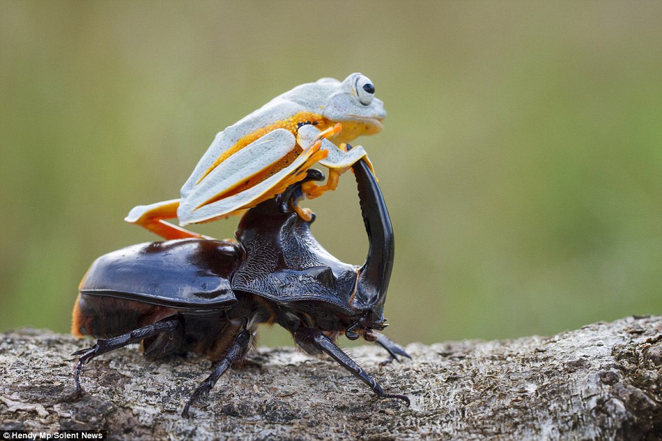 カブトムシに乗って空を飛ぼうとするカエルがかわいいwww 画像 心のびたみん 恋愛系まとめブログ