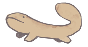 サンショウウオさん