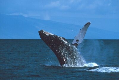 humpback-whale-591127-400x270-MM-100