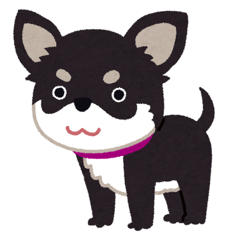 dog_chihuahua_black_tan