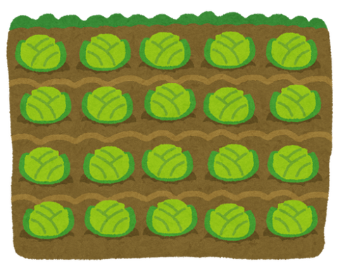 hatake_cabbage_kyabetsu