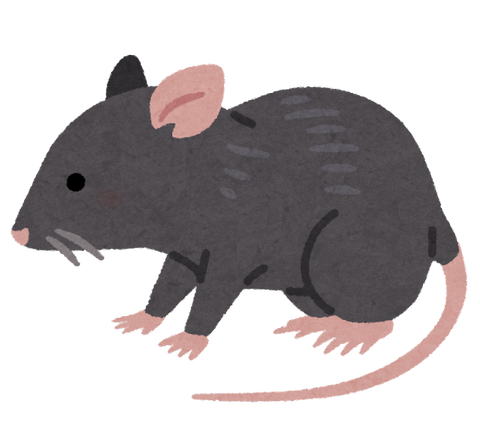 animal_rat_black