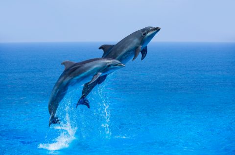 shutterstock_281043044-e1483976002251