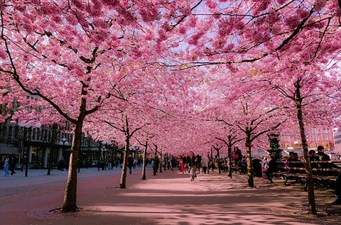 beautiful-streets-trellis-canopies-14__700_R-640x423