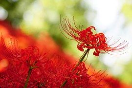 amaryllis-1242713__180