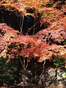 赤紅葉
