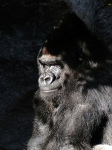 gorilla-406522_1280