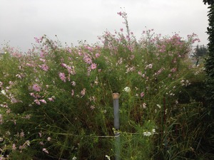 雨の中のコスモス