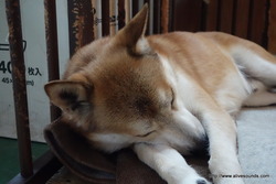 10��23��(��) �׻��ٶȤΤ��Τ餻��