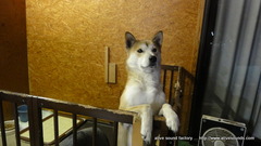 �����Τ�������(��)