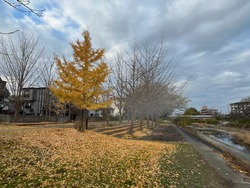 IMG_0930