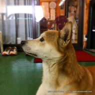 2017ǯ ¥´¡¼¥ë¥Ç¥ó¥¦¥£¡¼¥¯´ü´ÖÃæ¤Î±Ä¶ÈÆü¤Î¤ªÃΤ餻¤È»Ü¹©Í½Ìó¾õ¶·¡£