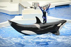 ¤ªËß´ü´ÖÃæ¤Î±Ä¶ÈÆü¤Î¤ªÃΤ餻