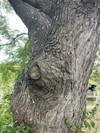 11·î1Æü ¤ª¤Ï¤è¤¦¤´¤¶¤¤¤Þ¤¹