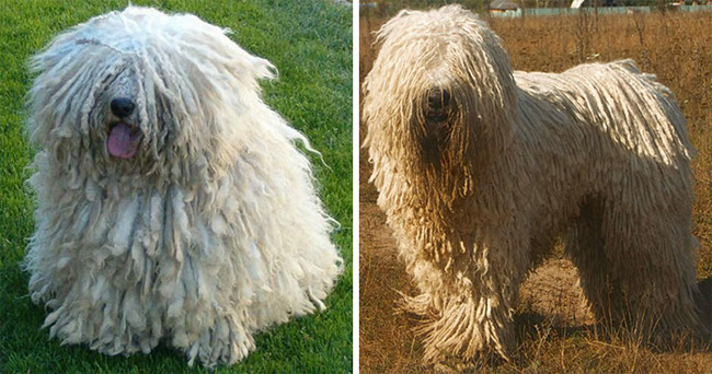 dog-breeds-that-look-similar-5f85ae6008f6b__700