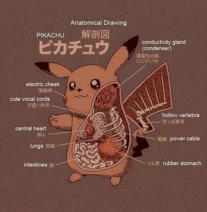 外国人 初代ポケモン御三家の解剖図を描いてみた 悪夢を見た 海外の反応 海外の万国反応記 海外の反応 外国人 初代ポケモン御三家の解剖図を描いてみた 悪夢を見た 海外の反応 海外の万国反応記 海外の反応
