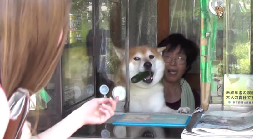 外国人 日本のタバコ店の窓から出てくるあの看板犬 実際に会ってきた 海外の反応 海外の万国反応記 海外の反応