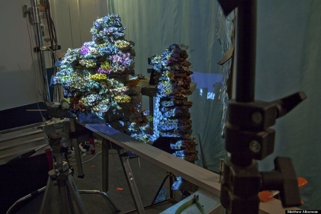 o-REEF-900