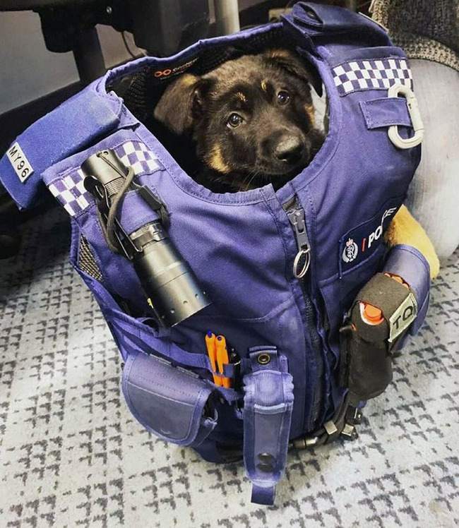 adorable-police-puppies-5-6552331b395b8__700