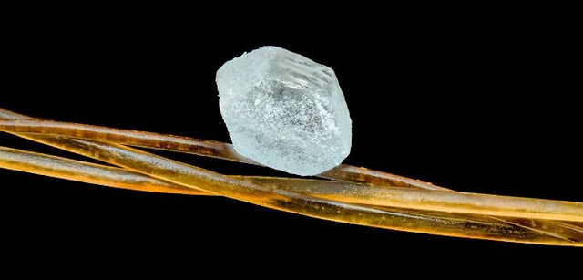 684823c94c1e7_interesting-microscope-pictures