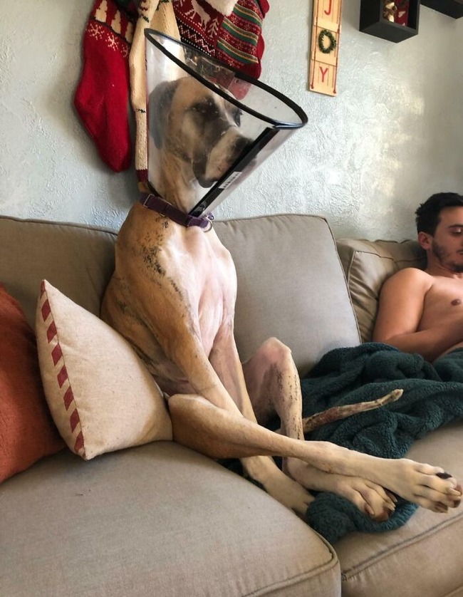 63e3b6671ba77_funny-dogs-great-danes-pics