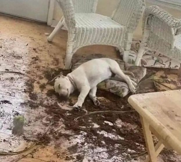 ClF7vpmst3--png__700