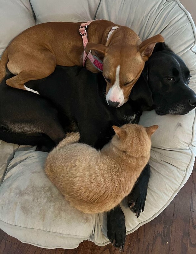 650a9f2758cf3_funny-pets-ignore-personal-space