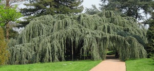 _atlantica_'Glauca_Pendula'_02_by_Line1