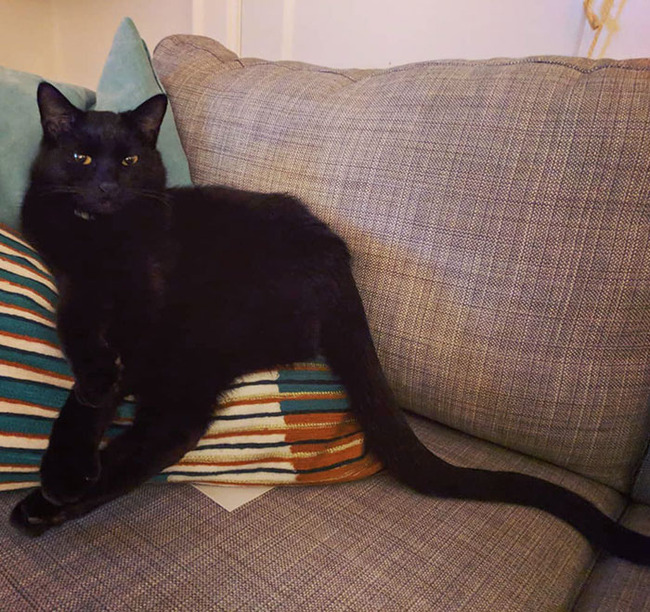 unusual-pets-genetic-mutations-46-6560cc0311459__700