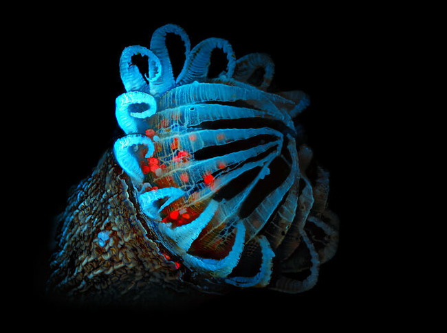 Nikon-Small-World-Microphotograp