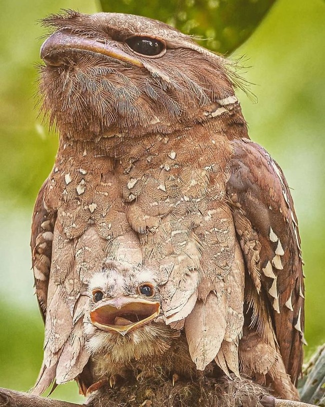 frogmouth-birds-cute-babies-pics-57-5f748c3ae6b83__700