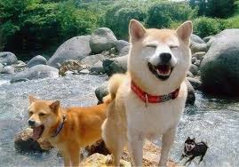 ダウンロード