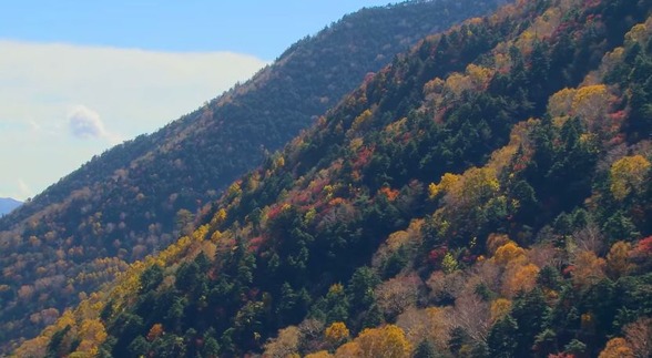 紅葉　秋　海外の反応　日本