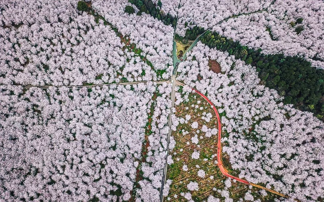 cherry-blossoms-spring-china-20-5ab26a5f8f355__880