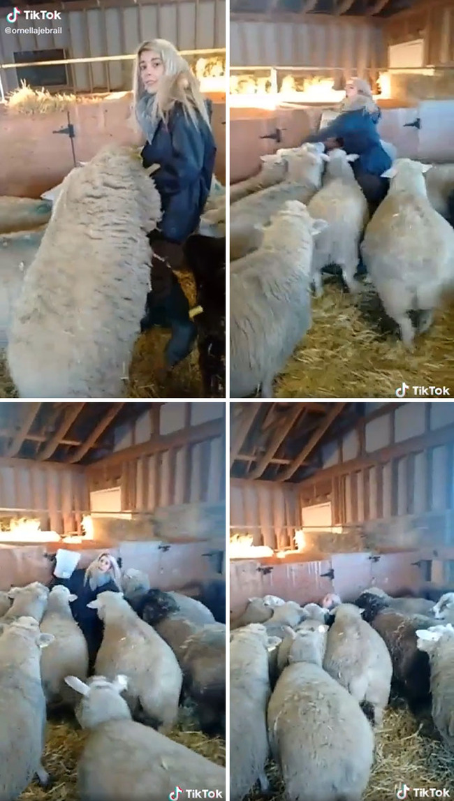 filming-instead-of-helping-pics-21-65af9730751ed__700